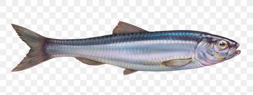 Sardine Atlantic Herring Pacific Herring Atlantic Salmon, PNG, 2000x754px, Sardine, Animal Figure, Atlantic Bluefin Tuna, Atlantic Herring, Atlantic Mackerel Download Free