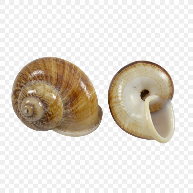 Sea Snail Conchology Seashell Gastropod Shell, PNG, 1100x1100px, Snail, Ammonites, Beach, Conchology, Gastropod Shell Download Free