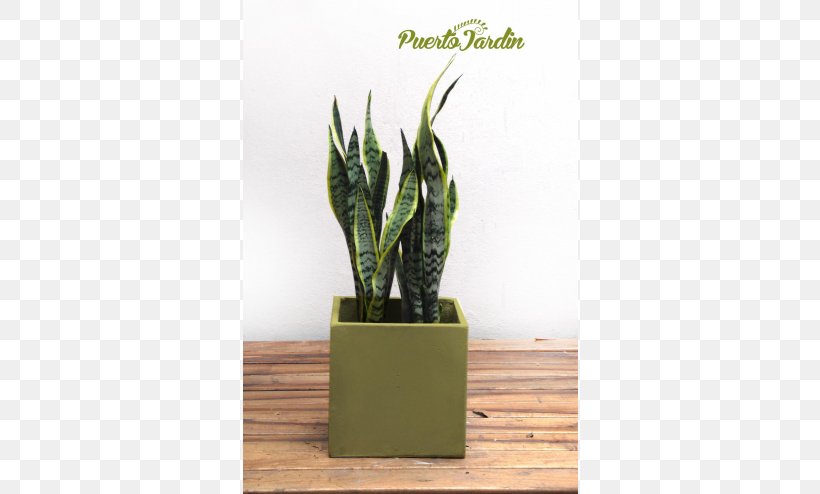 Viper's Bowstring Hemp Flowerpot Houseplant Gardening, PNG, 600x494px, Flowerpot, Cupressus, Fibre Cement, Fountaingrasses, Furniture Download Free