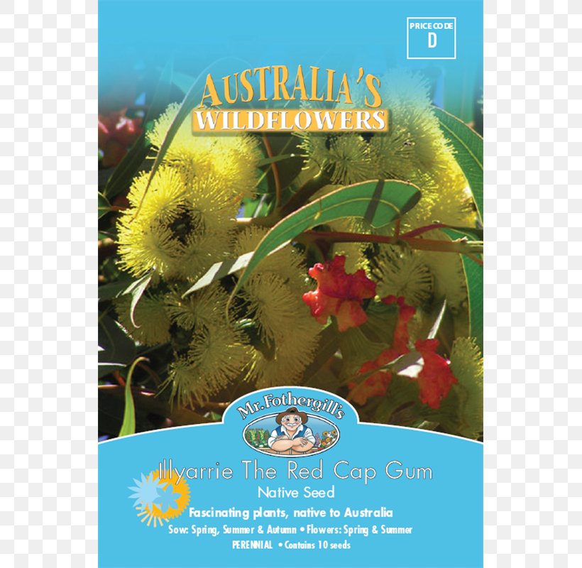 Wildflower Seed Stenocarpus Sinuatus Eucalyptus Erythrocorys, PNG, 800x800px, Flower, Advertising, Bud, Cactus, Flora Download Free