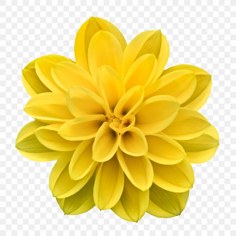 Flower Stock.xchng, PNG, 1500x1500px, Flower, Chrysanths, Cut Flowers, Dahlia, Daisy Family Download Free