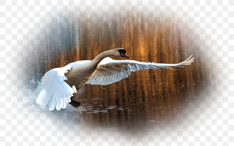 Mute Swan Desktop Wallpaper Beak Black Swan Wallpaper, PNG, 800x514px, Mute Swan, Aile, Beak, Bird, Bird Migration Download Free