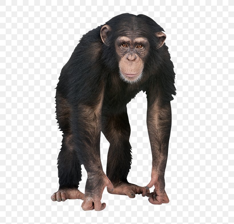 4 Pics 1 Word Chimpanzee Caring For Your Parakeet Letter, PNG, 650x785px, 4 Pics 1 Word, Android, Chimpanzee, Common Chimpanzee, Fur Download Free
