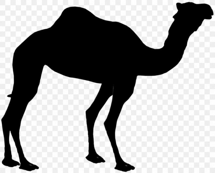 Dromedary Silhouette Clip Art Bactrian Camel Image, PNG, 900x725px, Dromedary, Arabian Camel, Bactrian Camel, Blackandwhite, Camel Download Free
