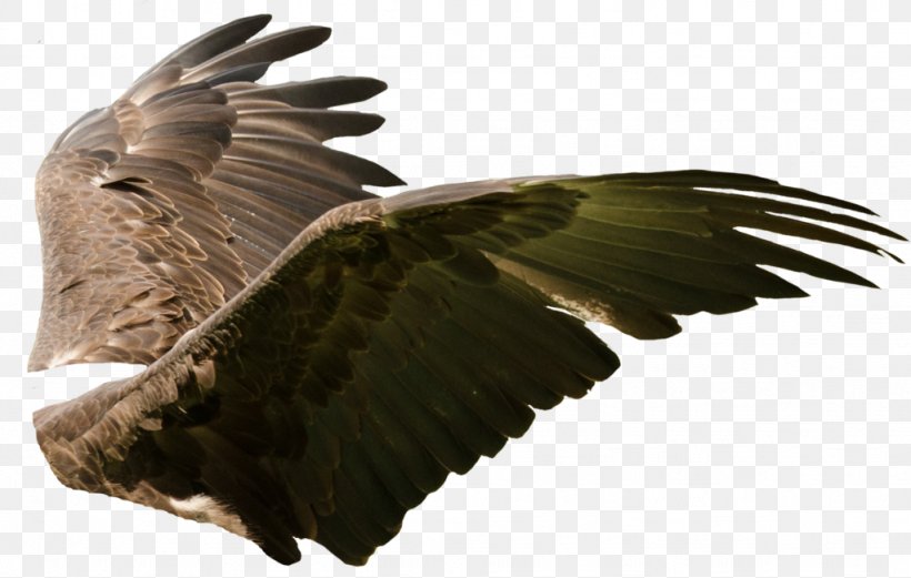 Eagle Bird Artist Buzzard, PNG, 1024x651px, Eagle, Accipitriformes, Animal, Art, Artist Download Free