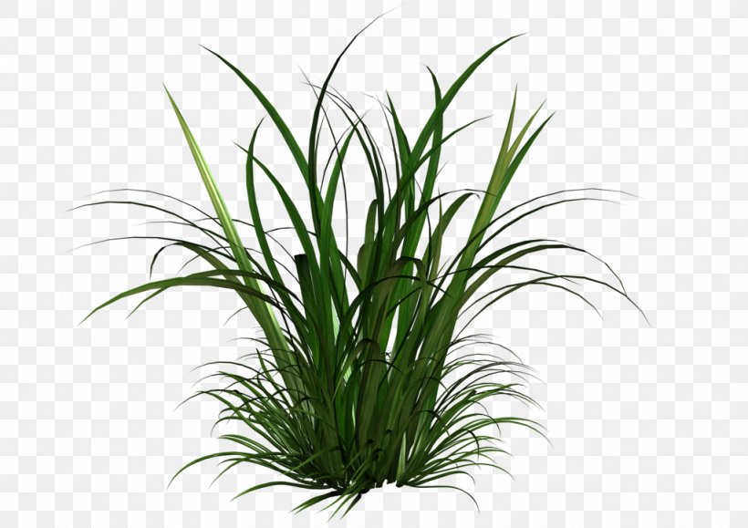 Grasses And Grains Clip Art, PNG, 1024x724px, Grasses And Grains, Aquarium Decor, Grass, Grass Family, Grasses Download Free