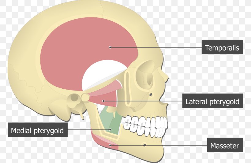 Lateral Pterygoid Muscle Medial Pterygoid Muscle Temporal Muscle Masseter Muscle Pterygoid Processes Of The Sphenoid, PNG, 770x533px, Watercolor, Cartoon, Flower, Frame, Heart Download Free