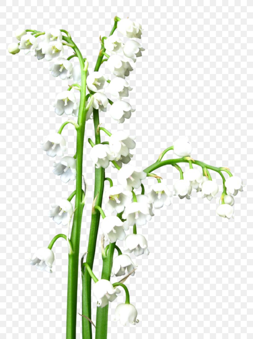 Lily Of The Valley Floral Design Flower Clip Art, PNG, 800x1099px, Lily Of The Valley, Branch, Drawing, Fleur Blanche, Flora Download Free