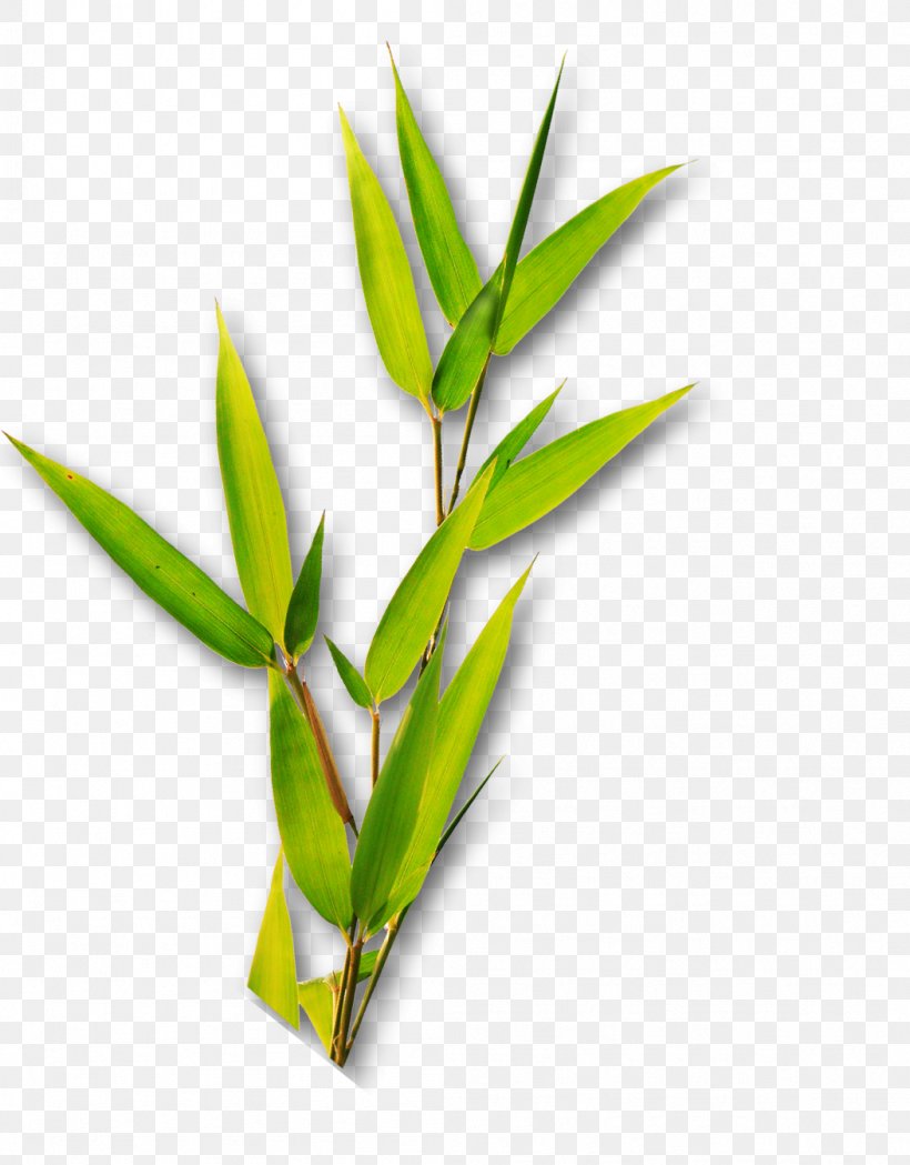 Bamboo Leaf Bamboe, PNG, 1052x1346px, Bamboo, Bamboe, Data, Flowerpot, Grass Download Free