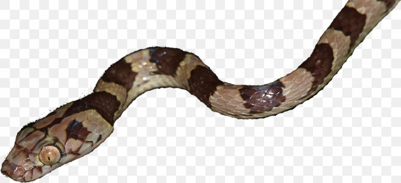 Boa Constrictor Snake Reptile Vipers, PNG, 868x397px, Boa Constrictor, Animal Figure, Boas, Desert Kingsnake, Python Family Download Free