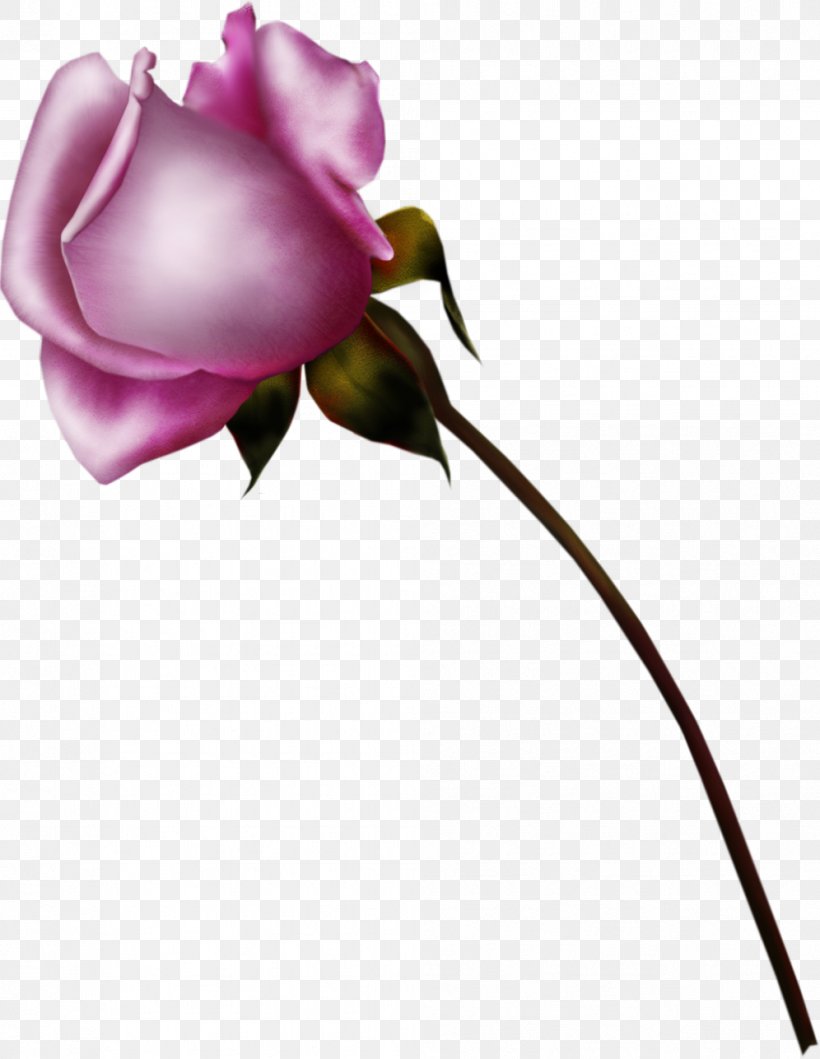 Flower Beach Rose Garden Roses Clip Art, PNG, 996x1287px, Flower, Artificial Flower, Beach Rose, Blue Rose, Bud Download Free