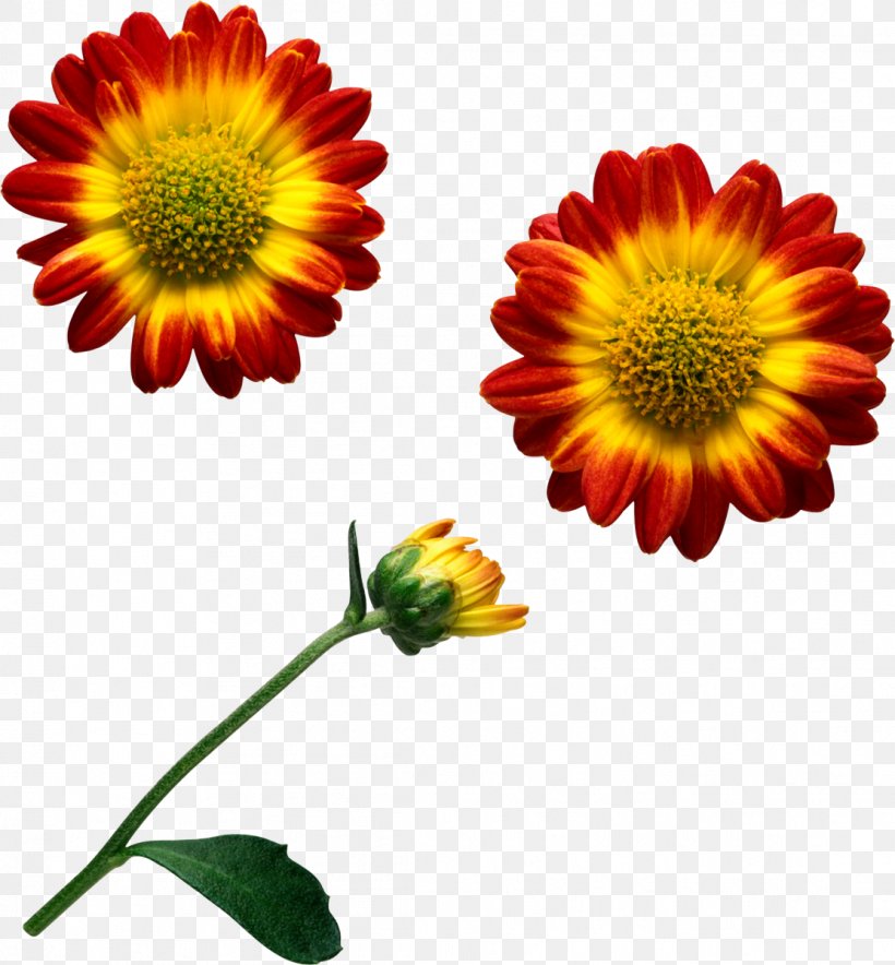 Flower Clip Art, PNG, 1112x1200px, Flower, Annual Plant, Backlight, Blanket Flowers, Calendula Download Free