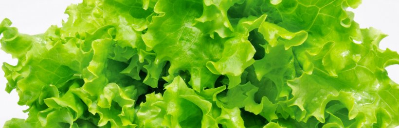 Iceberg Lettuce Wild Lettuce Hamburger Chicken Salad Vegetable, PNG, 1860x600px, Iceberg Lettuce, Chicken Salad, Field, Food, Fruit Download Free