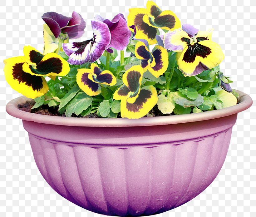 Pansy Flower Color Yellow Floral Design, PNG, 800x695px, Pansy, Color, Cut Flowers, Floral Design, Floristry Download Free