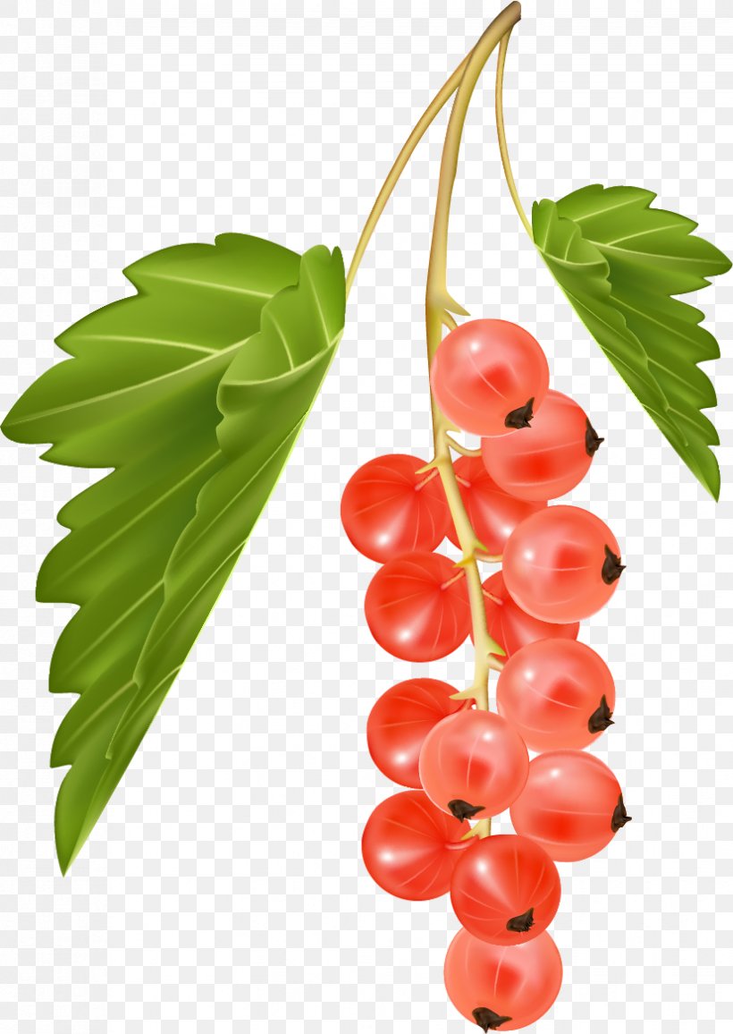 Zante Currant Blackcurrant Common Grape Vine Redcurrant Vector Graphics, PNG, 827x1166px, Zante Currant, Berries, Berry, Bilberry, Blackcurrant Download Free