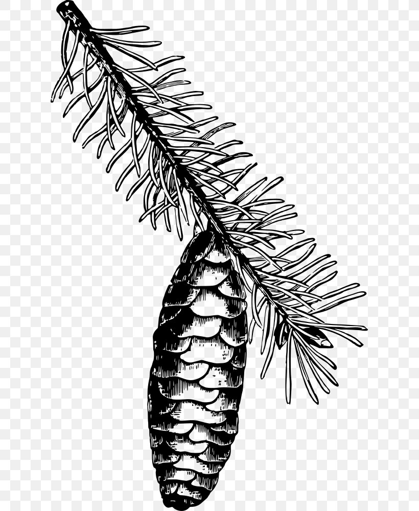 Drawing Norway Spruce Line Art Clip Art, PNG, 621x1000px, Drawing, Black And White, Branch, Cartoon, Cone Download Free