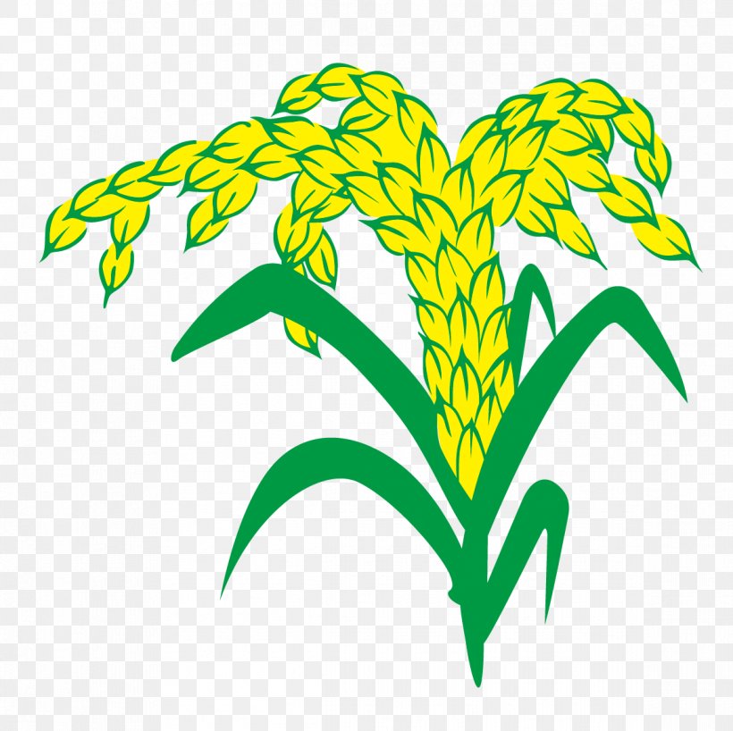 Euclidean Vector Rice Vecteur Wheat, PNG, 1169x1167px, Rice, Artwork, Artworks, Drawing, Flora Download Free