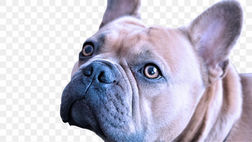 French Bulldog, PNG, 1334x750px, Dog, Bulldog, French Bulldog, Old English Bulldog, Snout Download Free