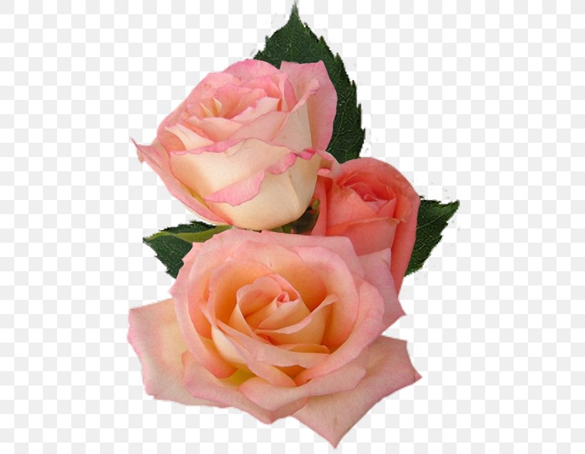 Garden Roses Cabbage Rose Floristry, PNG, 476x636px, Garden Roses, Artificial Flower, Birthday, Cabbage Rose, Cut Flowers Download Free