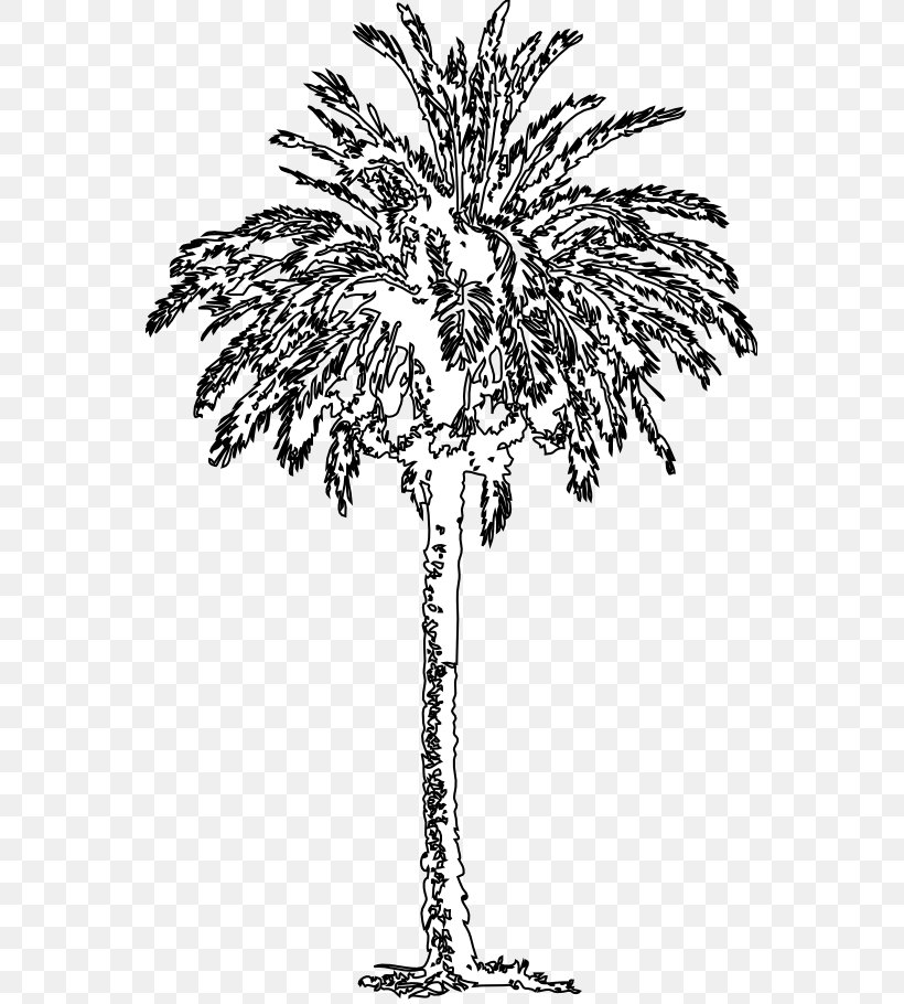 Date Palm Arecaceae Black And White Tree Plant, PNG, 555x910px, Date Palm, Acacia, Arecaceae, Arecales, Art Download Free
