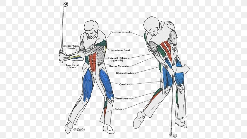Golf Stroke Mechanics Core Exercise Strength Training, PNG, 578x462px, Watercolor, Cartoon, Flower, Frame, Heart Download Free