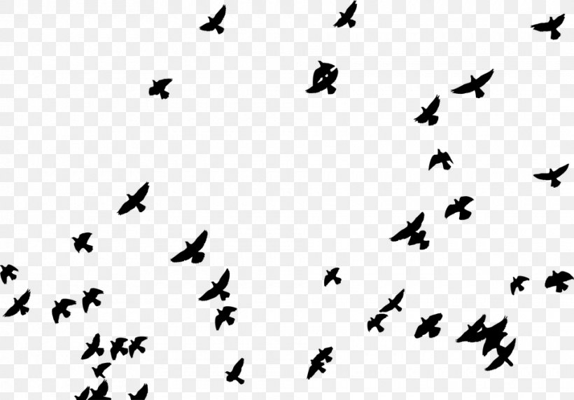 Homing Pigeon Columbidae Bird Flock Clip Art, PNG, 960x669px, Homing Pigeon, Animal Migration, Beak, Bird, Bird Flight Download Free