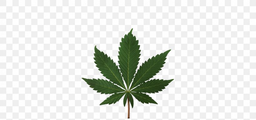 Medical Cannabis Legalization Cannabis Smoking Legality Of Cannabis, PNG, 1920x900px, 420 Day, Cannabis, Cannabis Sativa, Cannabis Shop, Cannabis Smoking Download Free