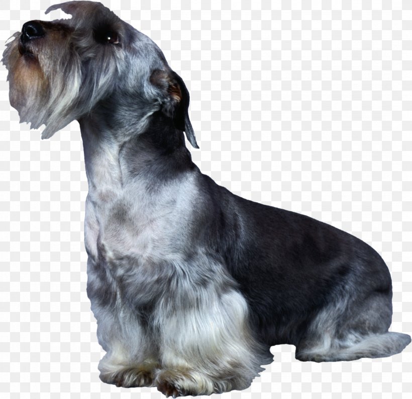 Miniature Schnauzer Cesky Terrier Standard Schnauzer Rare Breed (dog) Companion Dog, PNG, 2157x2088px, Miniature Schnauzer, Bread Pan, Breed, Carnivoran, Cesky Terrier Download Free