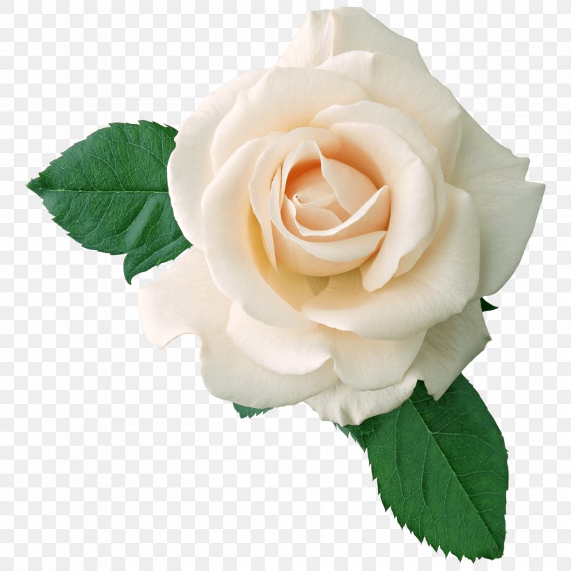 Rose Clip Art, PNG, 2896x2896px, Rose, Cut Flowers, Floribunda, Floristry, Flower Download Free