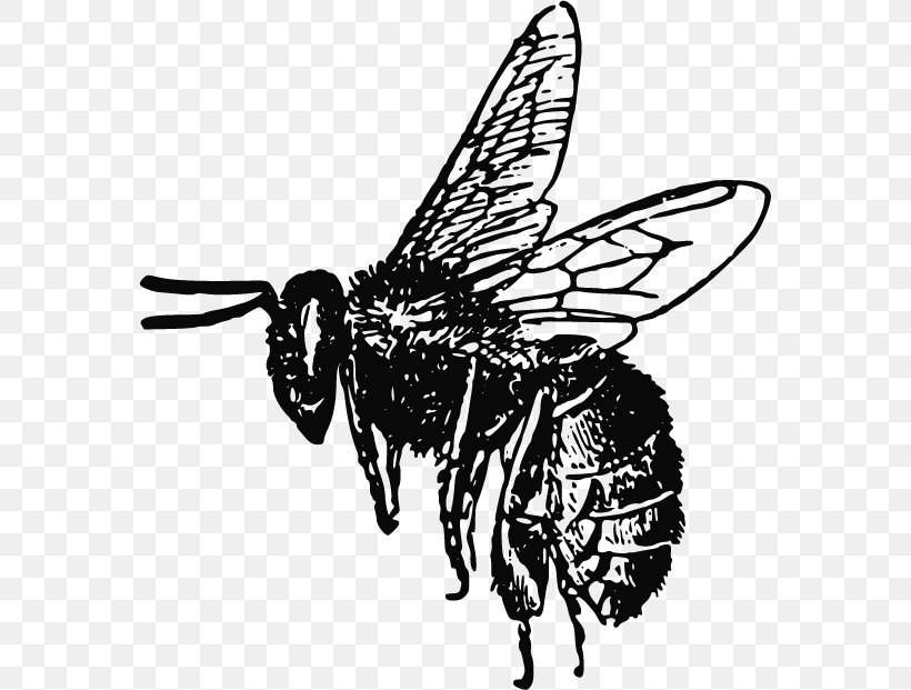 Bee Insect Drawing Clip Art, PNG, 568x621px, Bee, Art, Arthropod, Beehive, Black And White Download Free