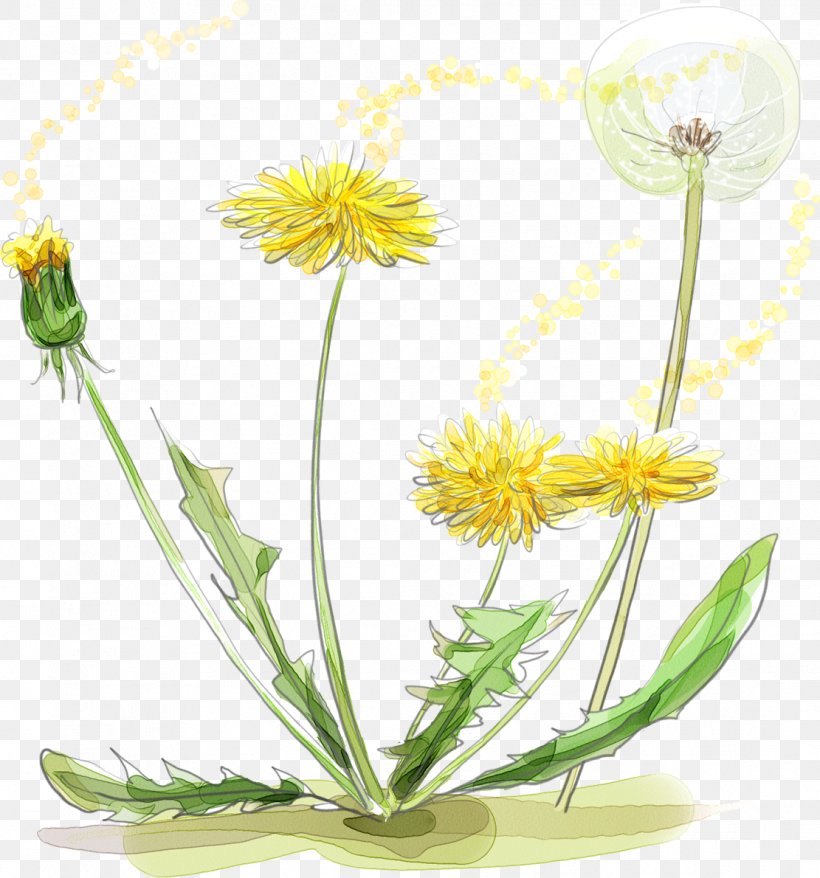 Download, PNG, 1111x1190px, Watercolor Painting, Art, Calendula Officinalis, Daisy, Daisy Family Download Free