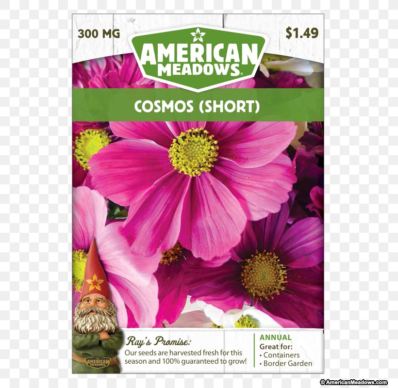 Garden Cosmos United States Cut Flowers Annual Plant Herbaceous Plant, PNG, 800x800px, Garden Cosmos, Americans, Annual Plant, Cosmos, Cut Flowers Download Free