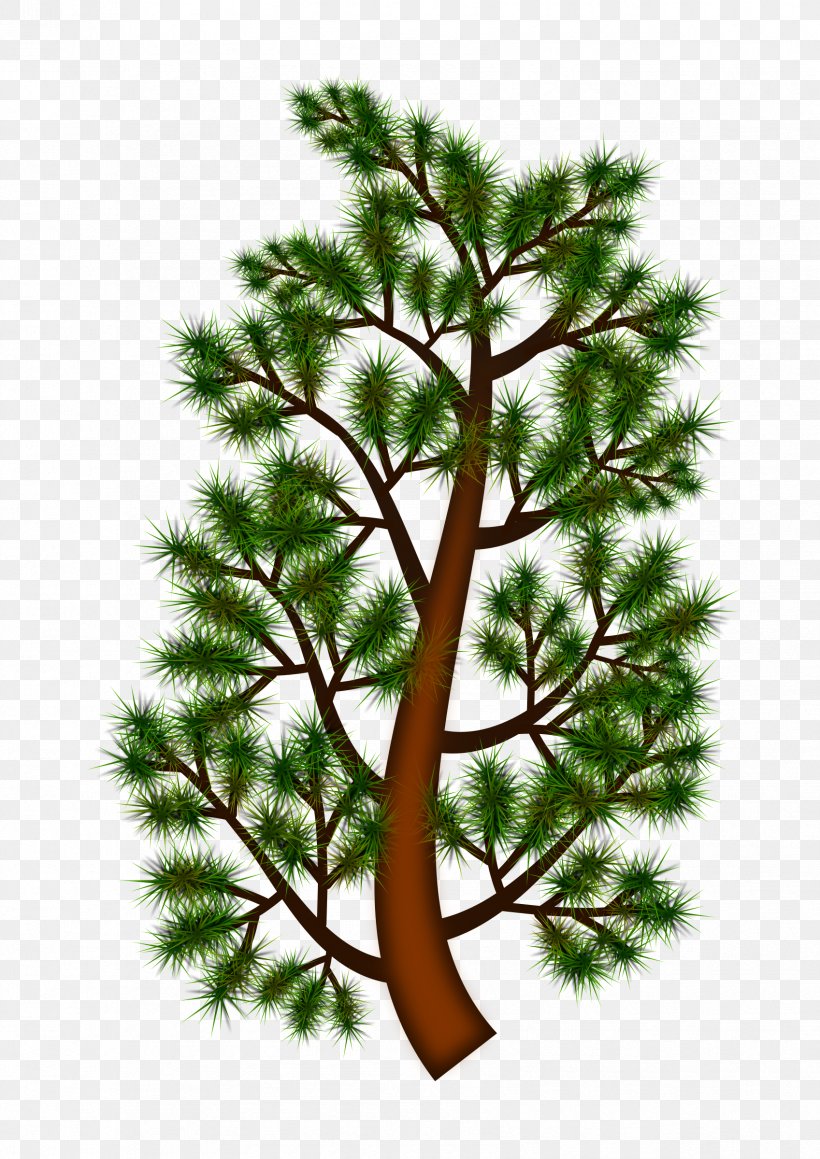 Pine Branch Tree Clip Art, PNG, 1697x2400px, Pine, Branch, Conifer, Conifer Cone, Conifers Download Free