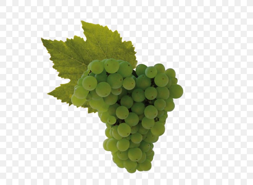 Sultana Raboso Wine Grape Uva Di Troia, PNG, 600x600px, Sultana, Alcoholic Drink, Baijiu, Cabernet Sauvignon, Common Grape Vine Download Free