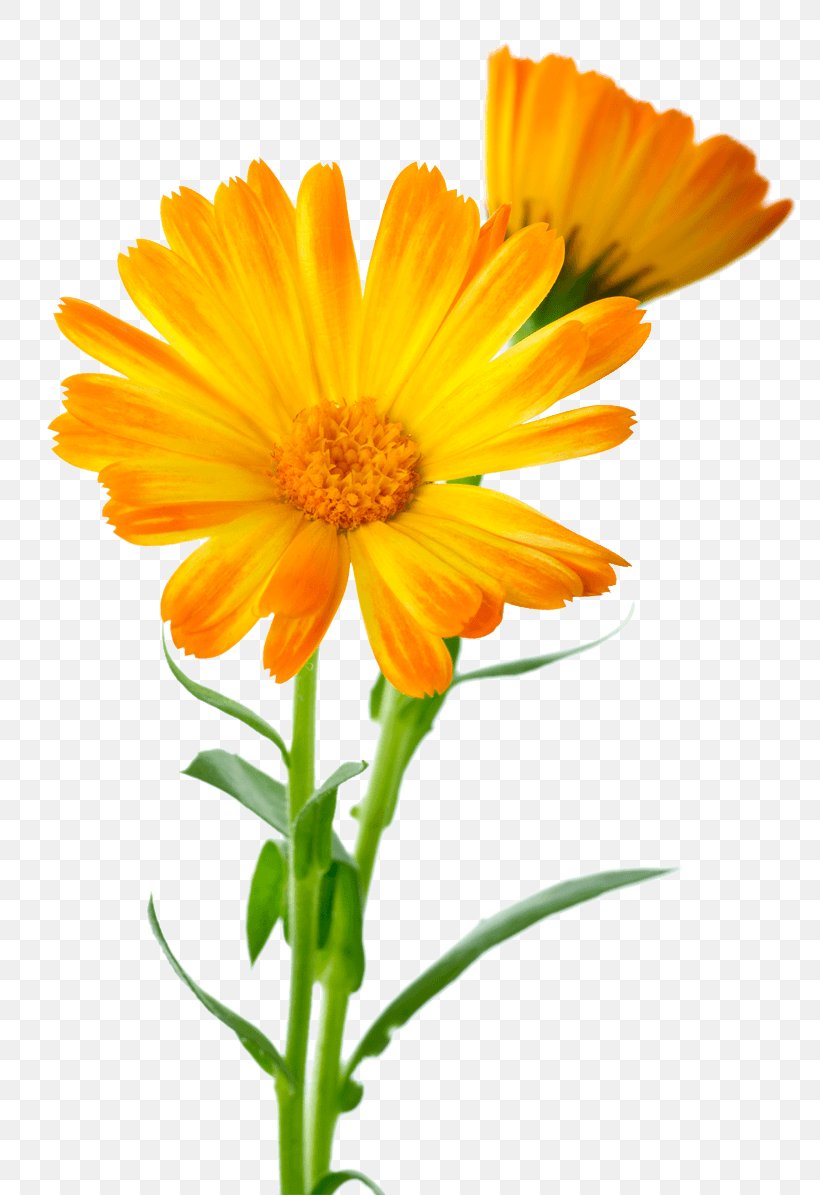 Calendula Officinalis Flower Marigold, PNG, 800x1195px, Calendula Officinalis, Annual Plant, Calendula, Calendula Ointment, Chrysanthemum Download Free