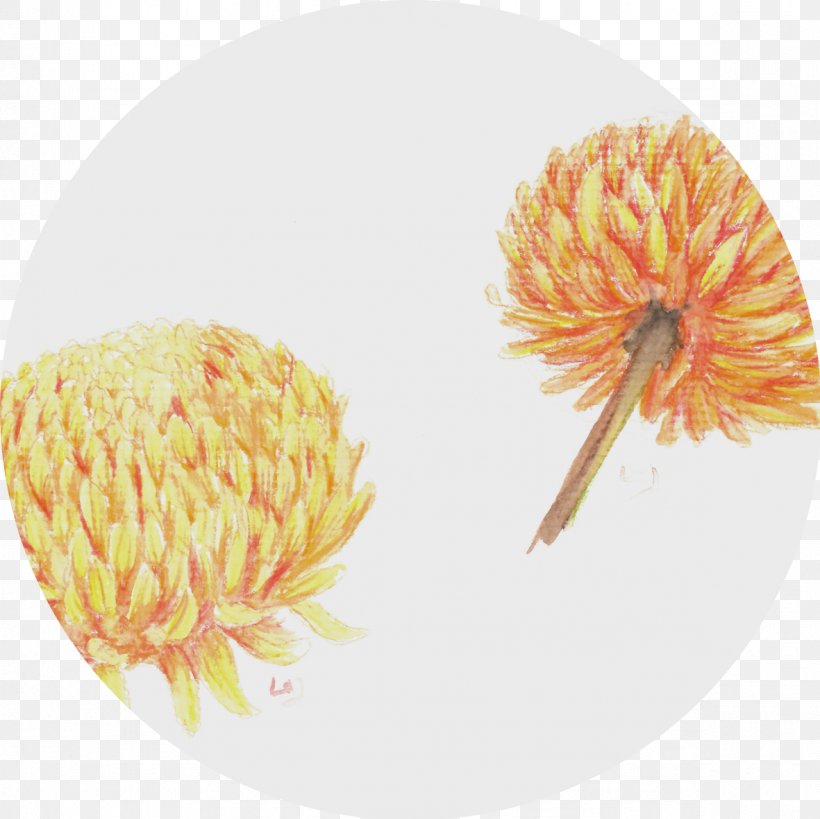 Close-up Chrysanthemum Pollen, PNG, 1181x1181px, Closeup, Chrysanthemum, Chrysanths, Flower, Orange Download Free