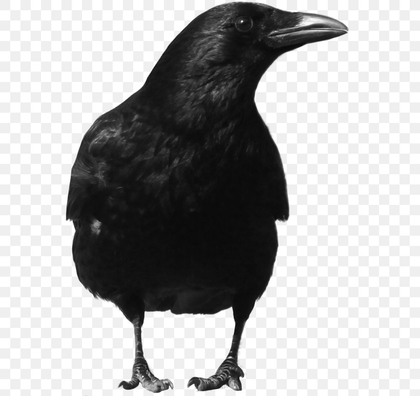 Crow Clip Art, PNG, 566x773px, Crow, American Crow, Beak, Bird, Black And White Download Free