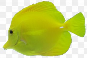 Aquatic Fish - Fish Yellow Gratis PNG