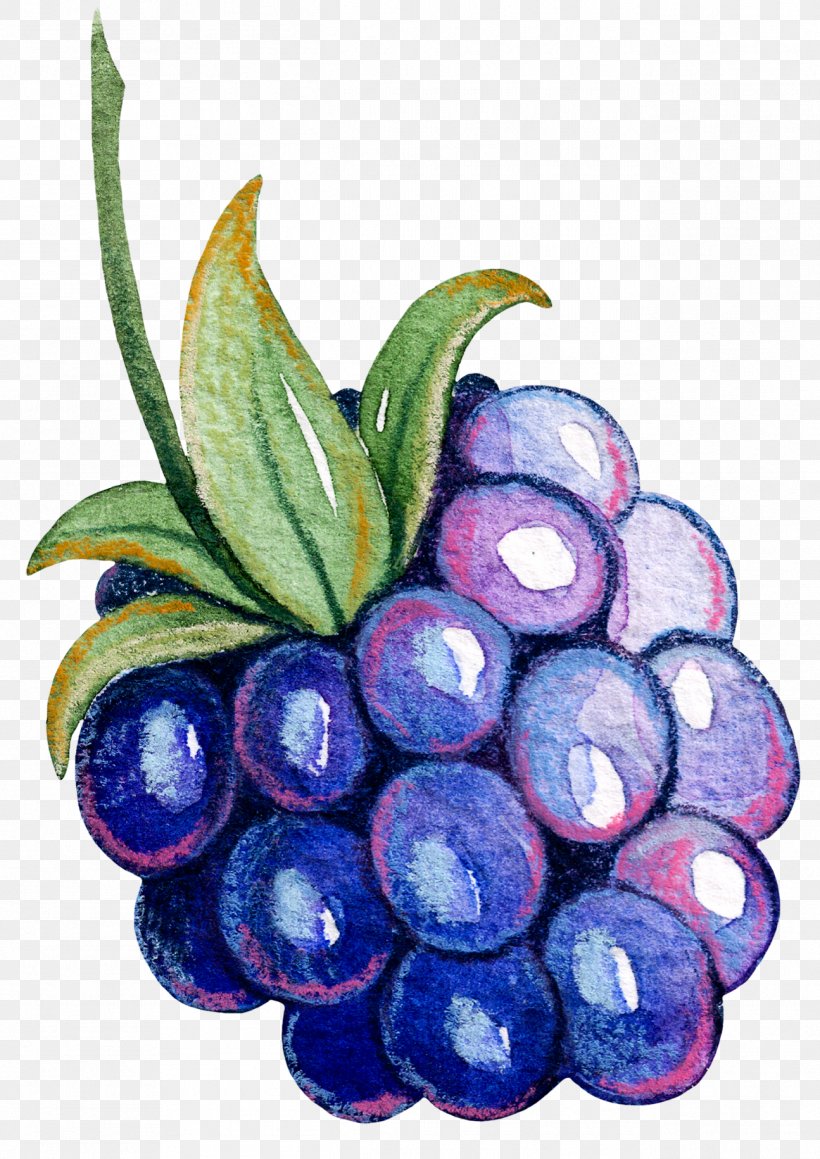 Grape Fruit Vegetable Auglis, PNG, 1295x1831px, Grape, Auglis, Berry, Bilberry, Blueberry Tea Download Free