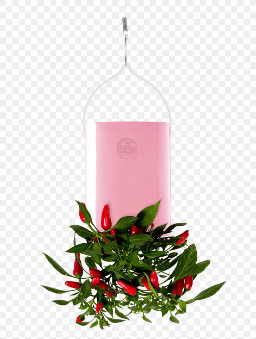 A-Z Of Gardening Secrets Plants Ornamental Plant Petal Randers, PNG, 1337x1772px, Plants, Christmas Day, Christmas Decoration, Christmas Ornament, Flower Download Free