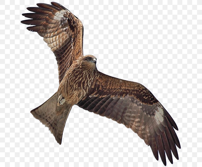 Bird Black Kite Flight Clip Art, PNG, 664x680px, Bird, Accipitriformes, Beak, Bird Of Prey, Black Kite Download Free