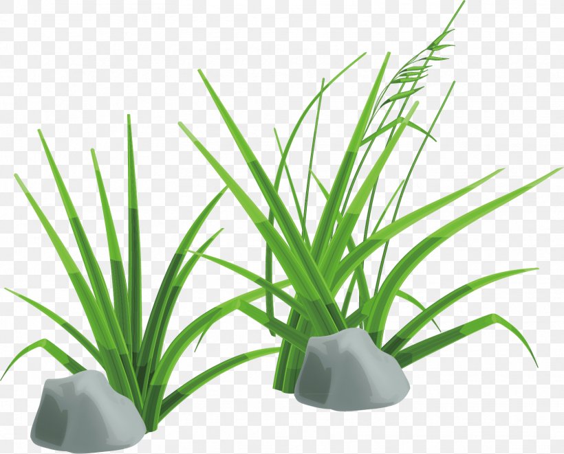 Clip Art, PNG, 1618x1306px, Grass Gis, Aquarium Decor, Flowerpot, Grass, Grass Family Download Free