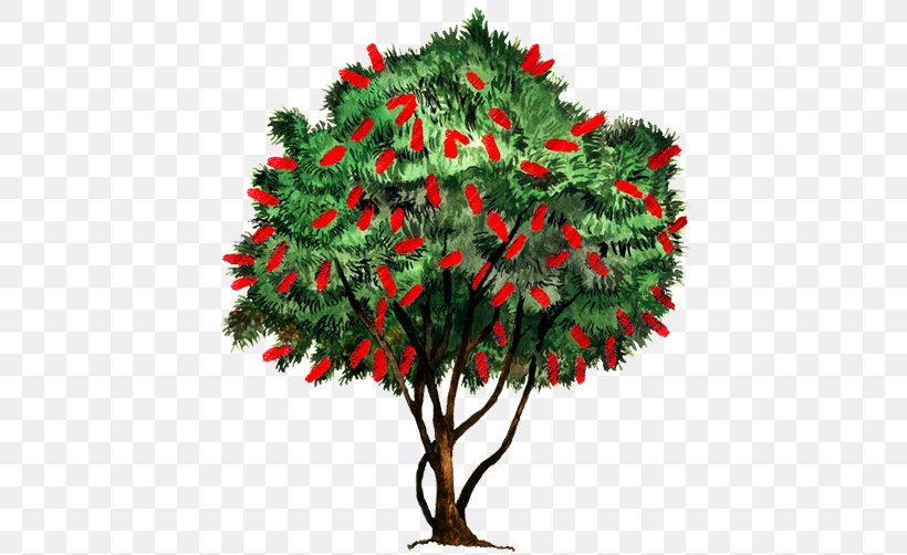Fir Christmas Ornament Christmas Tree Evergreen, PNG, 750x502px, Fir, Branch, Christmas, Christmas Decoration, Christmas Ornament Download Free