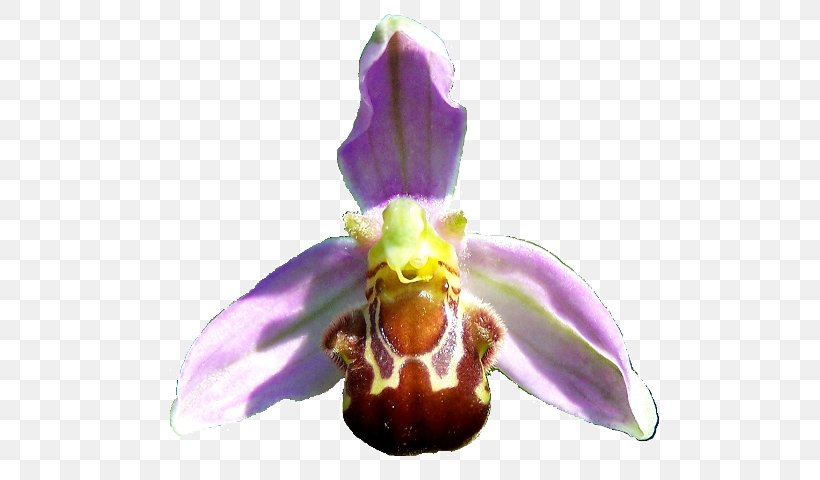 Moth Orchids Bee Ophrys Apifera, PNG, 523x480px, Moth Orchids, Bee, Flower, Flowering Plant, Iris Download Free