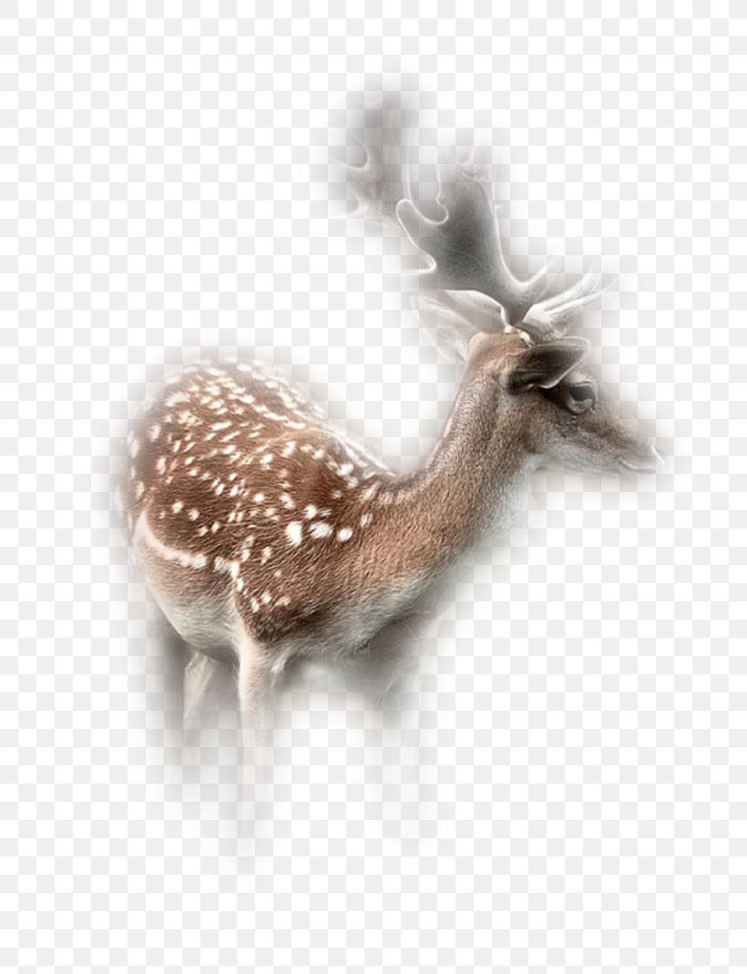 Reindeer Roe Deer Antelope Animal, PNG, 800x1069px, Reindeer, Animal, Antelope, Antler, Aquarium Download Free