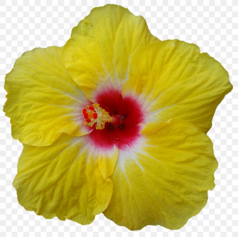 Shoeblackplant Close-up Hibiscus, PNG, 1029x1027px, Shoeblackplant, Chinese Hibiscus, Closeup, Flower, Flowering Plant Download Free