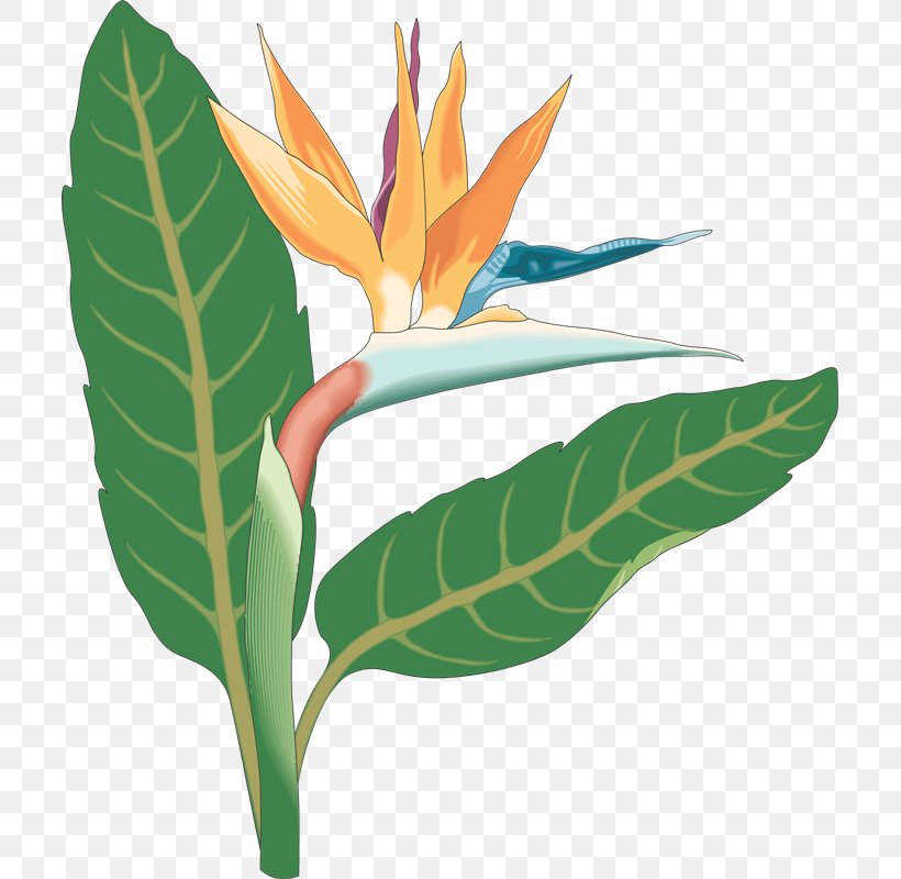 Bird-of-paradise Bird Of Paradise Flower Clip Art, PNG, 707x800px, Bird, Art, Bird Of Paradise Flower, Bird Of Prey, Birdofparadise Download Free