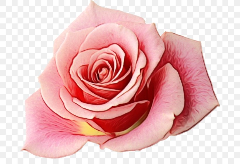 Garden Roses, PNG, 700x560px, Watercolor, Cut Flowers, Floribunda, Flower, Garden Roses Download Free