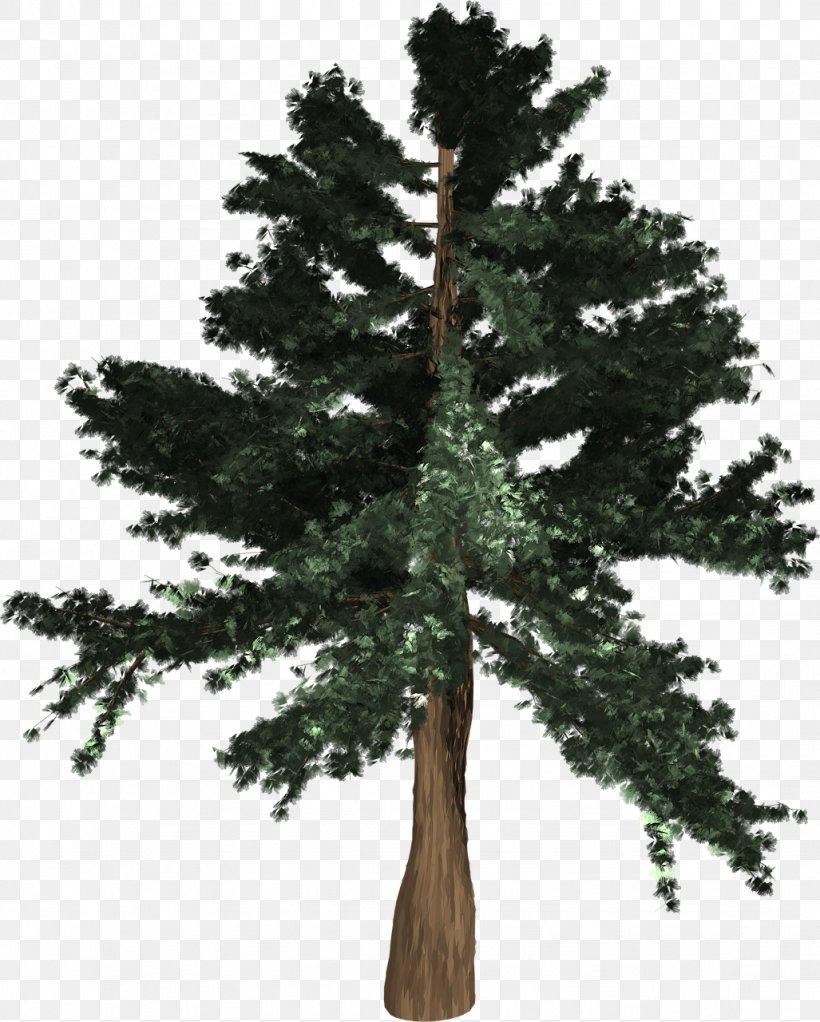 General Sherman Spruce Pine Conifers Coast Redwood, PNG, 1027x1280px, General Sherman, Biome, Branch, Coast Redwood, Conifer Download Free