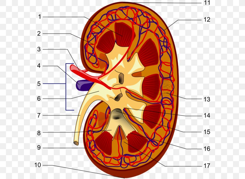 The Excretory System Kidney Excretion Endocrine System, PNG, 589x600px, Watercolor, Cartoon, Flower, Frame, Heart Download Free